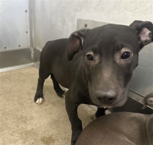 LALO - Pit Bull Terrier available for adoption