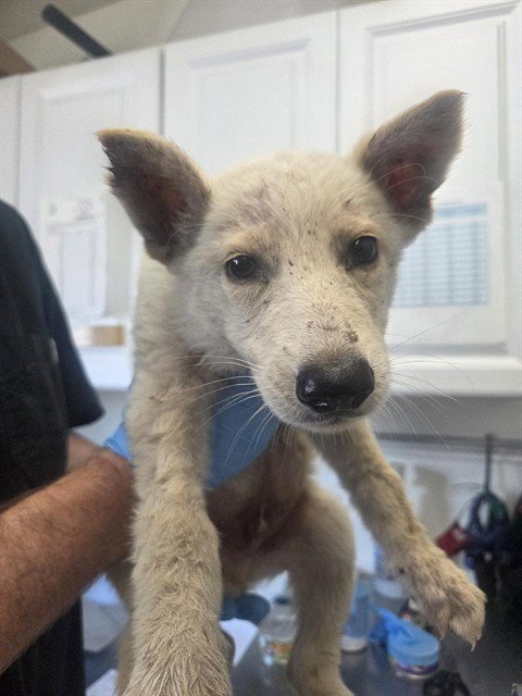 LEX - Siberian Husky / German Shepherd Dog available for adoption