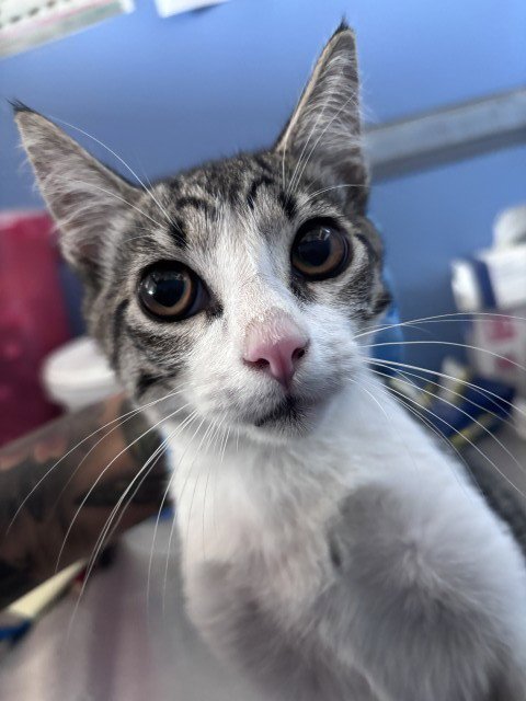 MR. MEOWZERS - Domestic Short Hair available for adoption
