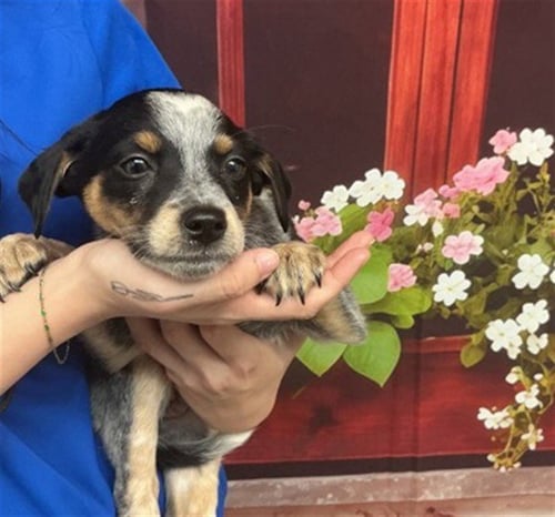 IVY - Australian Cattle Dog/Blue Heeler available for adoption
