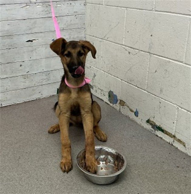 BRANDY - German Shepherd Dog available for adoption