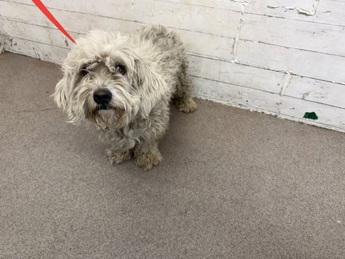 RALPH - Poodle (Miniature) available for adoption