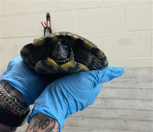 DONATELLO - Turtle available for adoption