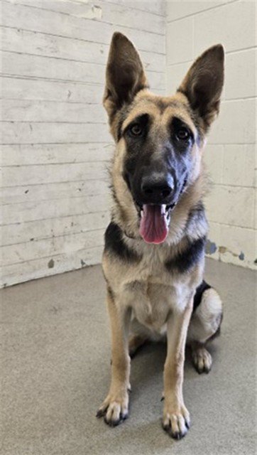 LINDA - German Shepherd Dog available for adoption