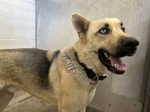 ARTIE - German Shepherd Dog available for adoption