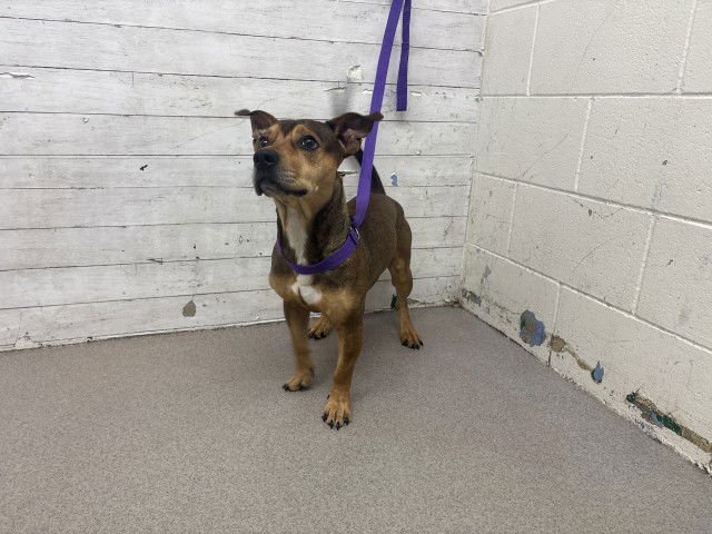 THOMAS - German Shepherd Dog available for adoption