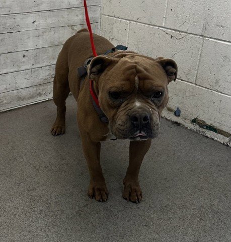 CHAMP - Pit Bull Terrier / American Bulldog available for adoption