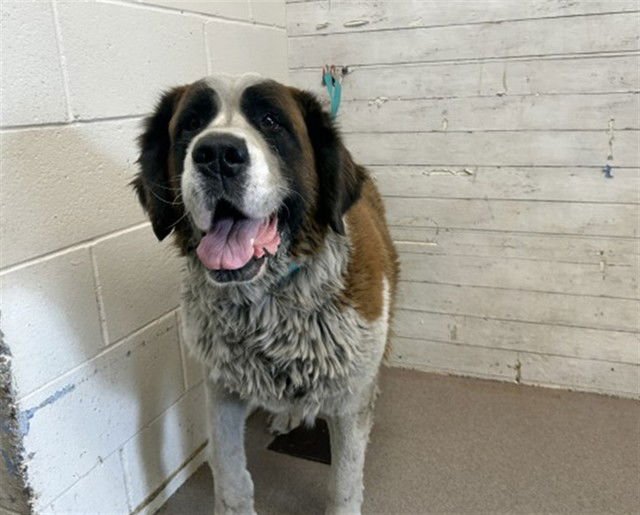 BESSIE - Saint Bernard available for adoption