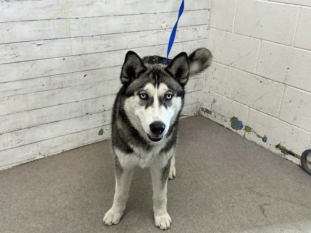 DAMIEN - Siberian Husky available for adoption