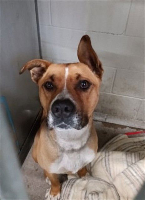 RHINO - Pit Bull Terrier available for adoption