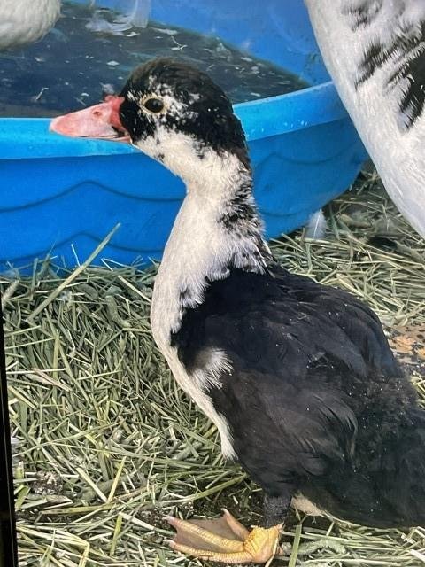WADDLE - Muscovy available for adoption