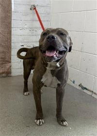 COMET - Photo 1