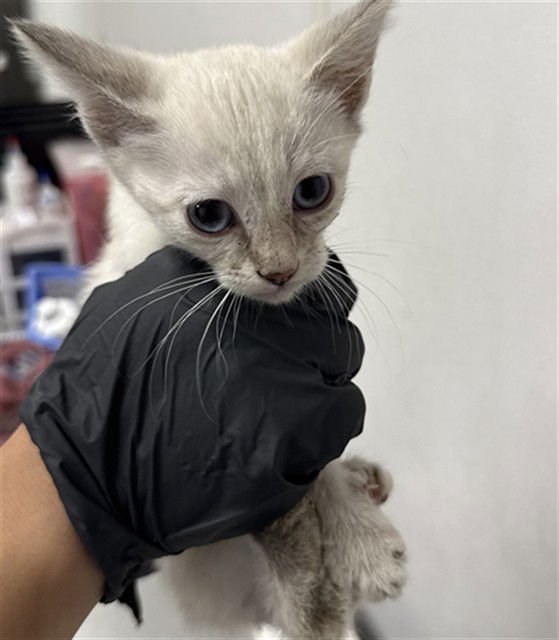 FIFI - Domestic Short Hair available for adoption