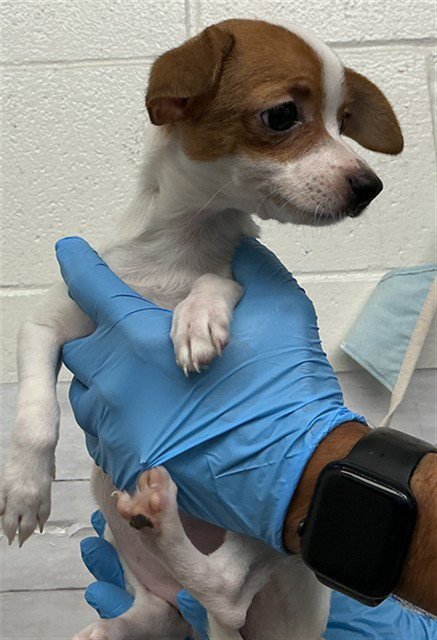 ASTRA - Chihuahua available for adoption