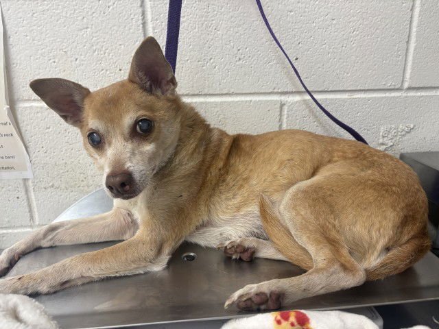 BOWZER - Chihuahua available for adoption