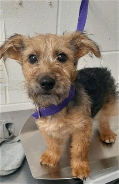 TEDDY - Welsh Terrier available for adoption