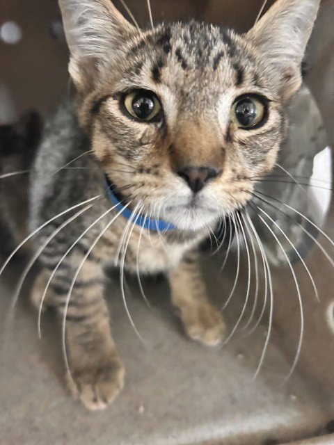 MACE - Domestic Short Hair available for adoption