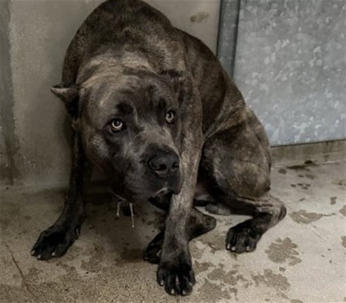 LEO - Cane Corso Mastiff available for adoption