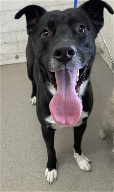 BOY - Pit Bull Terrier available for adoption