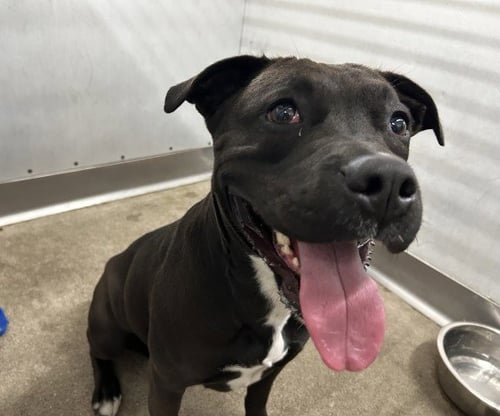 DES - Pit Bull Terrier for adoption in San Bernardino