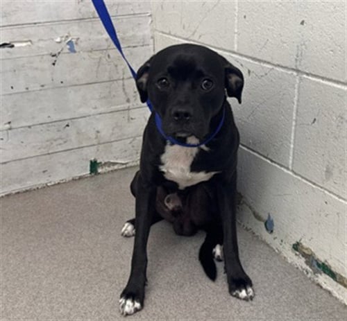 HUMPHREY - Pit Bull Terrier / Pug available for adoption