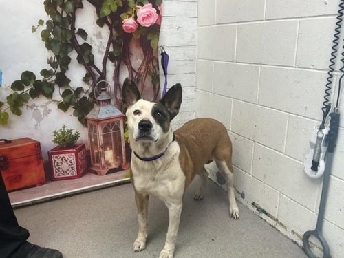 ROBIN - Pit Bull Terrier available for adoption