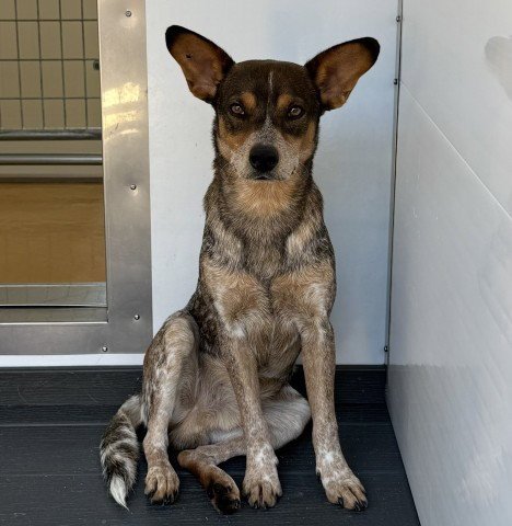 AFTON - Australian Cattle Dog/Blue Heeler available for adoption