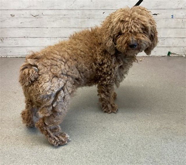 WAFFLES - Poodle (Miniature) available for adoption