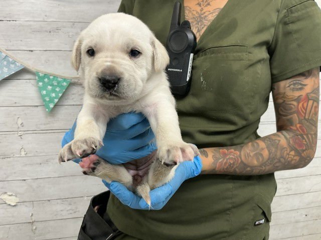 STRAWBERRY - Labrador Retriever available for adoption