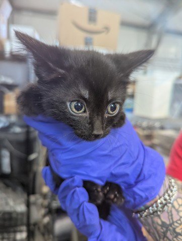 LESLIE - Domestic Short Hair available for adoption