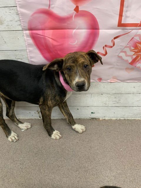 ROSIE - Pit Bull Terrier available for adoption