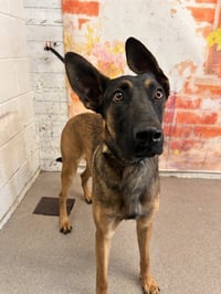 LUKE - Photo 1
