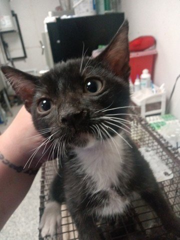 EMMETT - Domestic Short Hair available for adoption