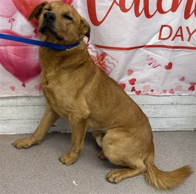 ABBOTT - German Shepherd Dog available for adoption