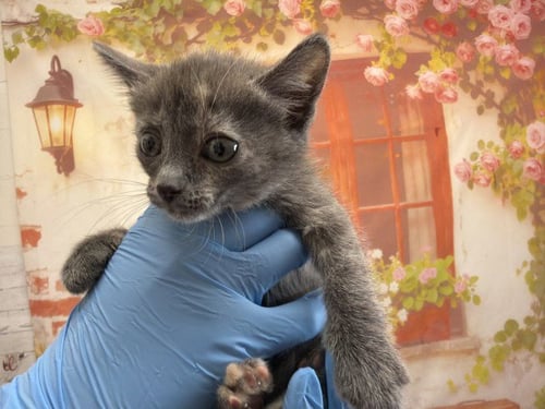 LUPE - Domestic Short Hair for adoption in San Bernardino