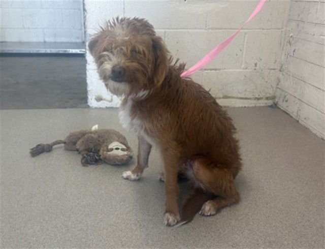 SIMBA - Toy Fox Terrier available for adoption