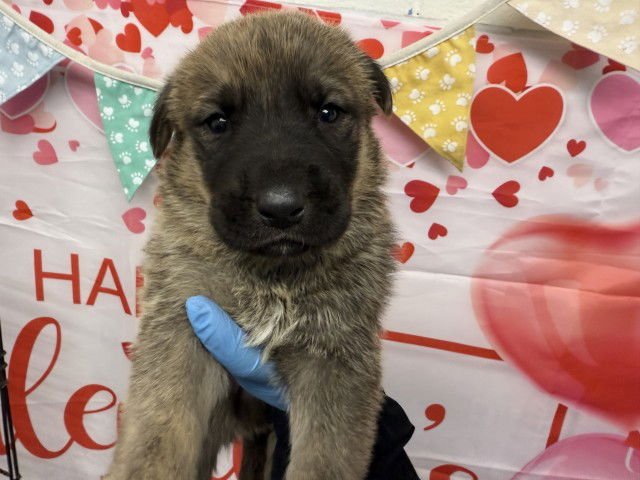 A589964 - Dutch Shepherd available for adoption