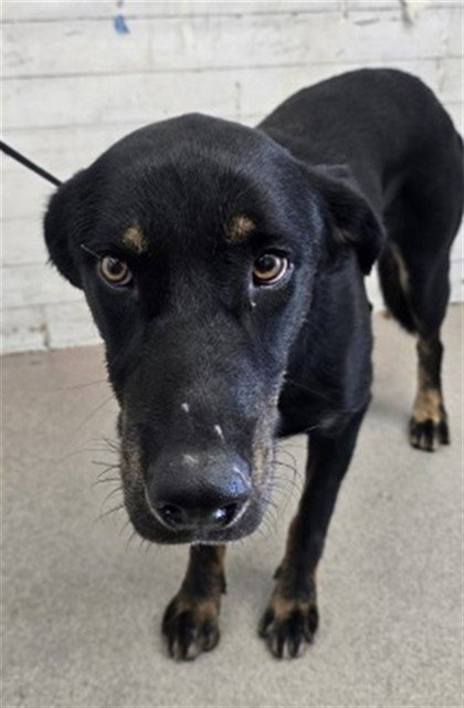 RIDGE - German Shepherd Dog available for adoption