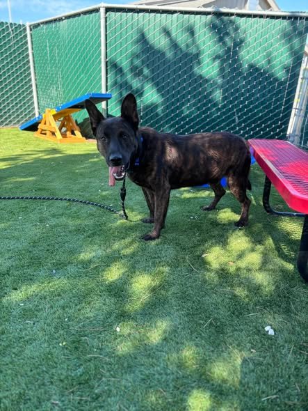 REX - Belgian Shepherd Malinois available for adoption