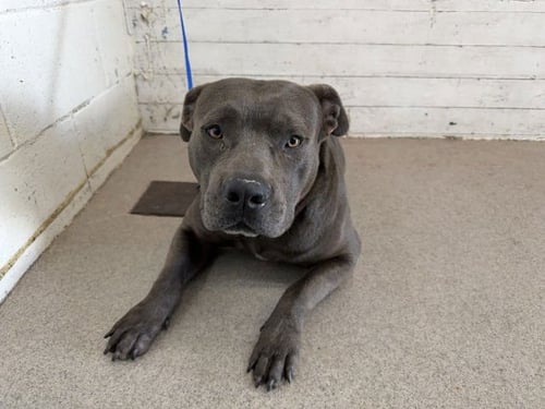 XANDER - Pit Bull Terrier available for adoption