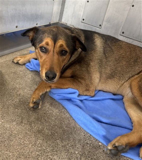 LEELA - German Shepherd Dog available for adoption