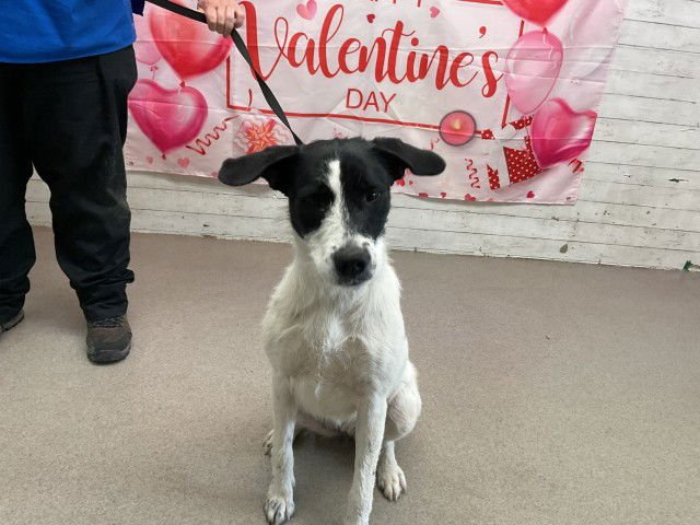 PANDA - Terrier available for adoption