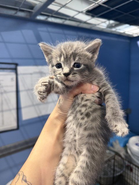 MATILDA - Domestic Short Hair available for adoption