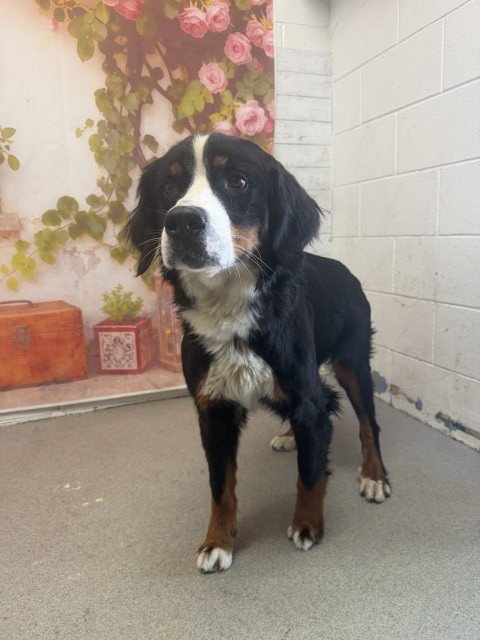 ENYA - Bernese Mountain Dog available for adoption