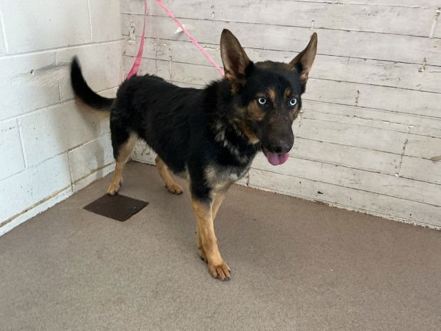 BRIDGET - German Shepherd Dog available for adoption