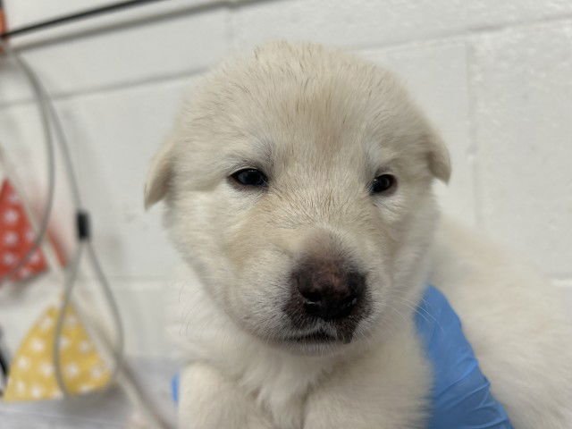 CORA - German Shepherd Dog available for adoption