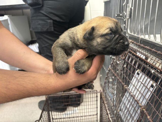 PRESLEY - Pit Bull Terrier / German Shepherd Dog available for adoption