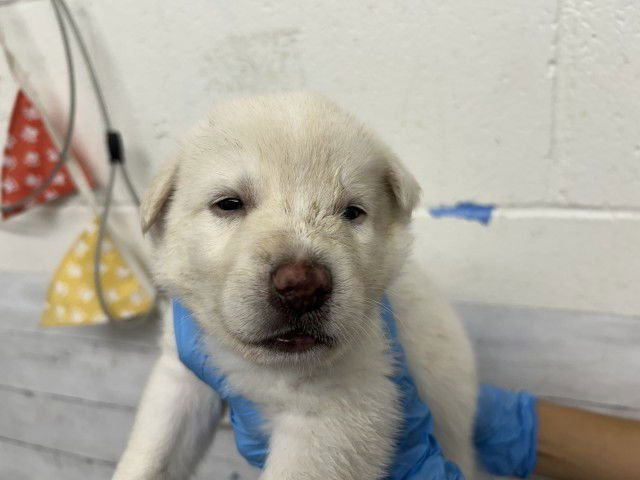 THEO - German Shepherd Dog available for adoption