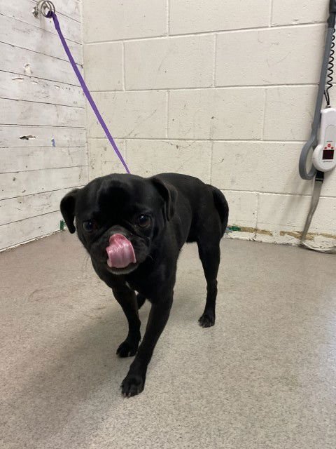 ERAGON - Pug available for adoption