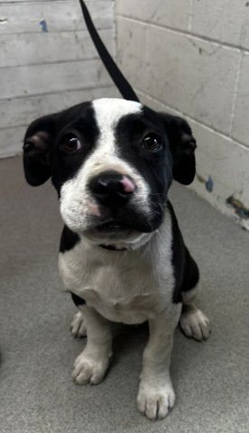 ZACH - Pit Bull Terrier available for adoption
